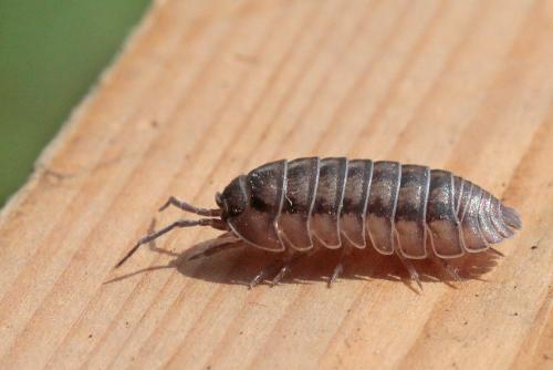Réf. 281 007 : Armadillidium nasatum